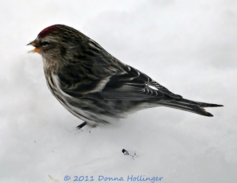 Common Redpoll