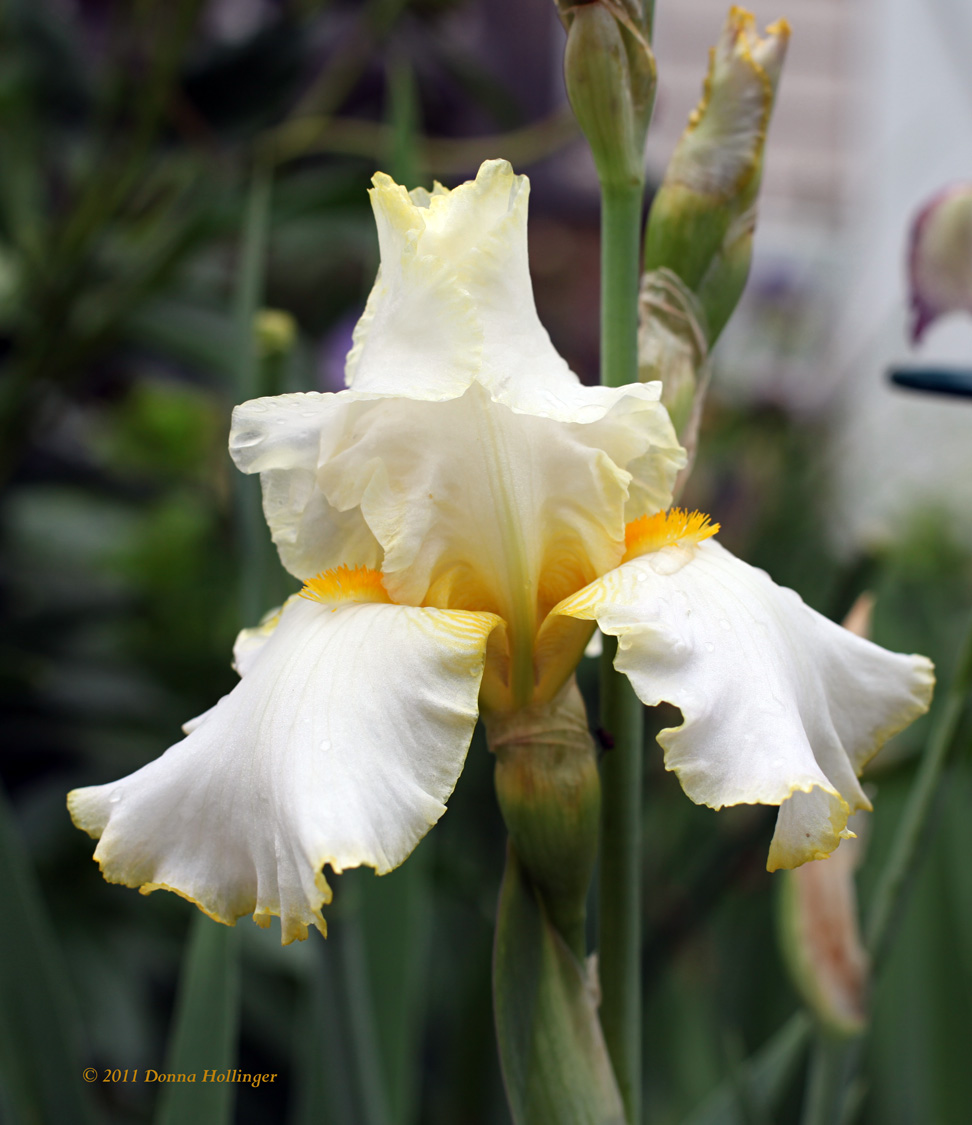 Cream colored Iris with Yellow Border and Beard