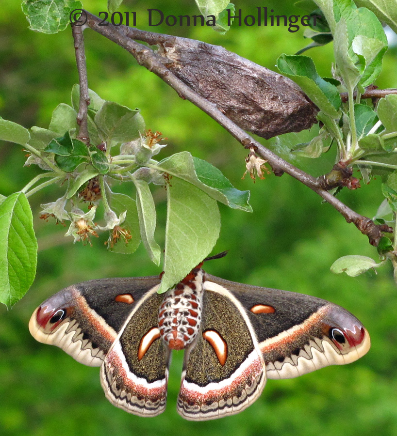 Mrs. Cecropia Moth