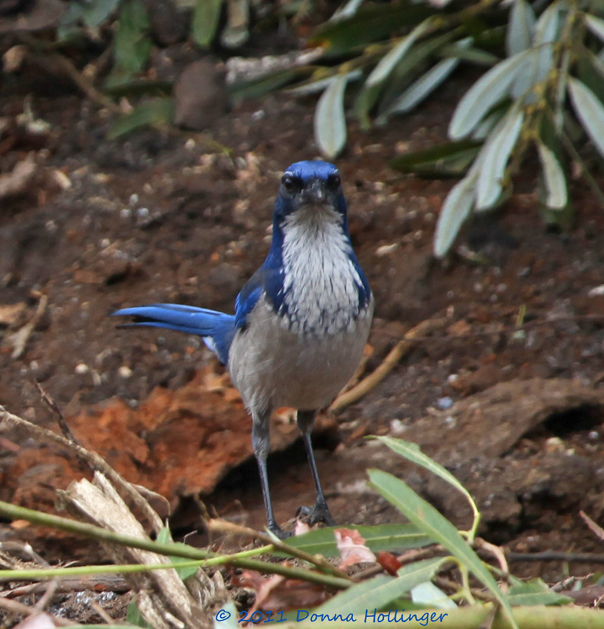 Endemic Species of Island Scrub Jay