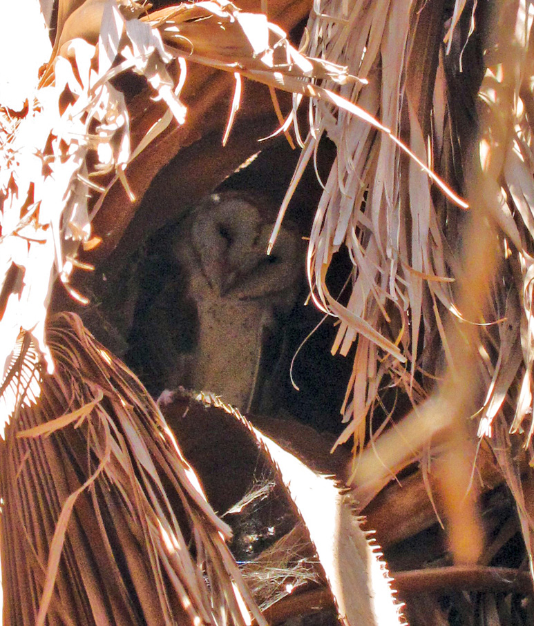 Barn Owl inside husks of  Palm Tree
