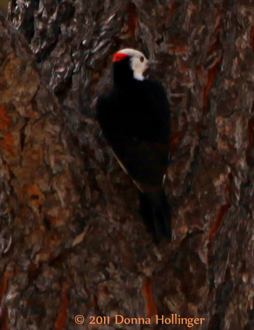 White Headed Woodpecker (Male)