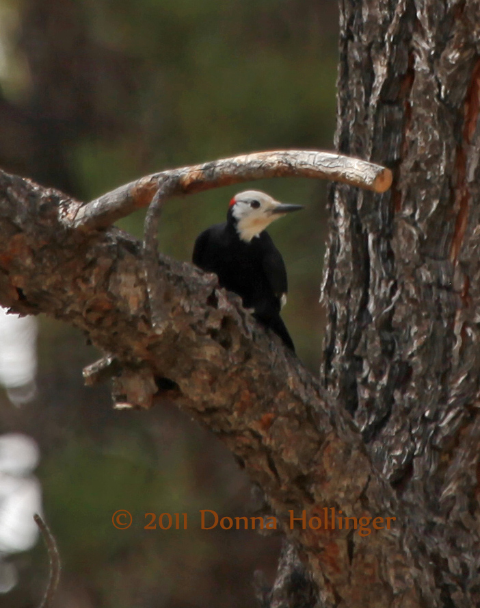 White Headed Woodpecker (Male)