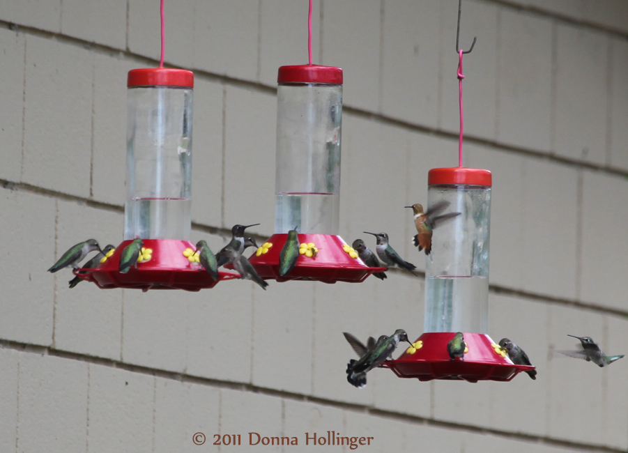 hummers.5690.jpg