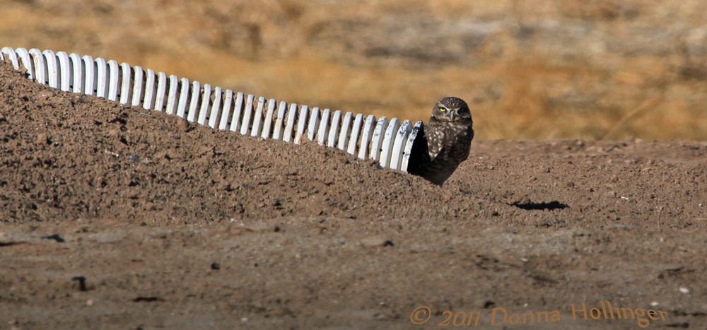 Burrowing Owl on his culvert