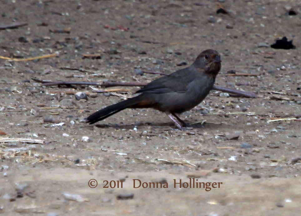 California Towhee