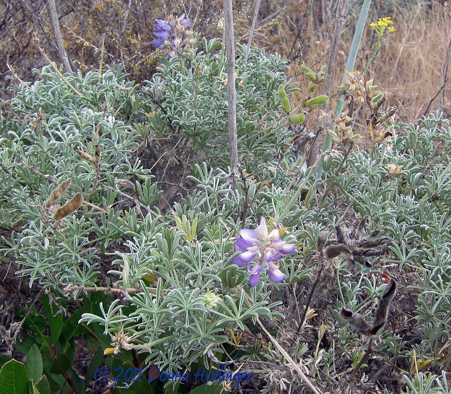 Plants on the island:  Lupine