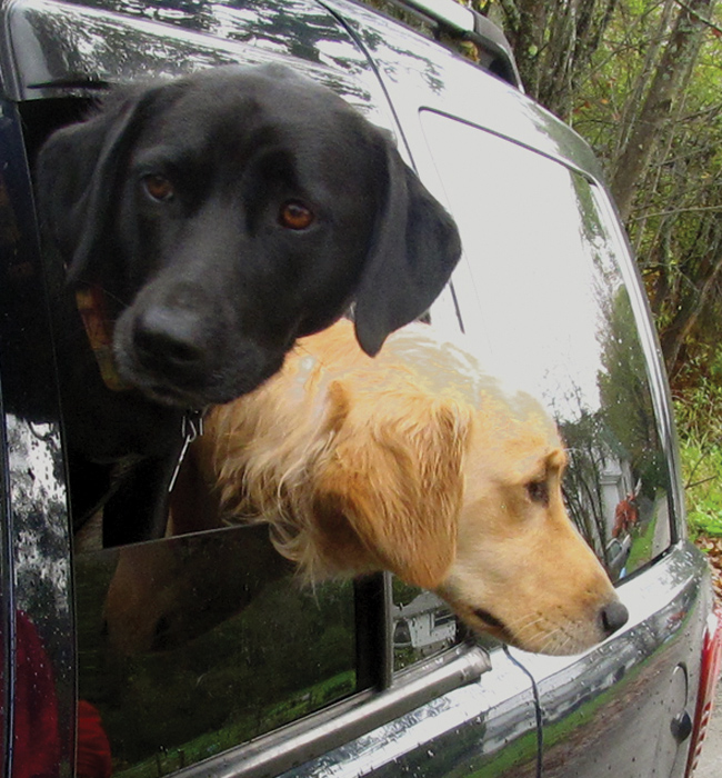 Labradors, Maggie and Jack 