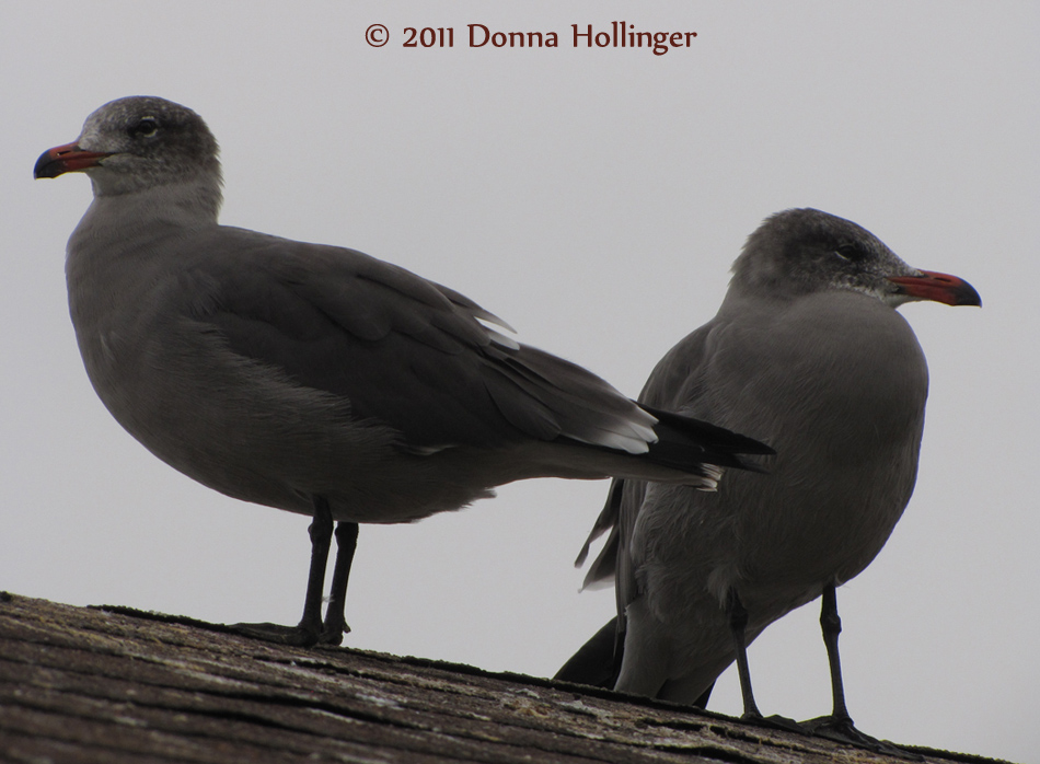 950.2.califor.gulls.018.jpg