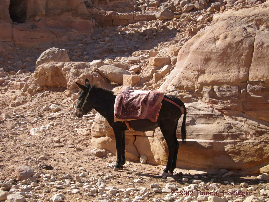 Donkey  near the Treasury