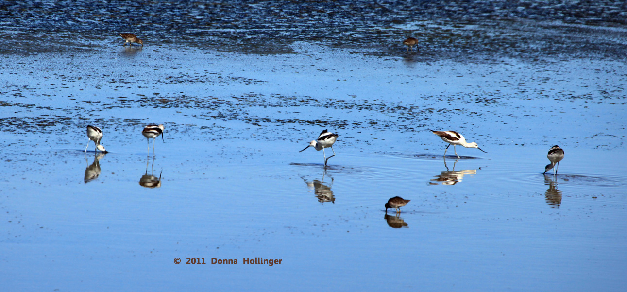 Line of Avocets, 3 Sandpipers