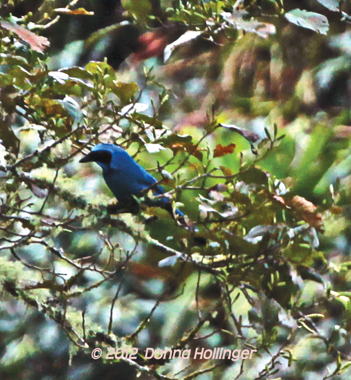 Collared Jay