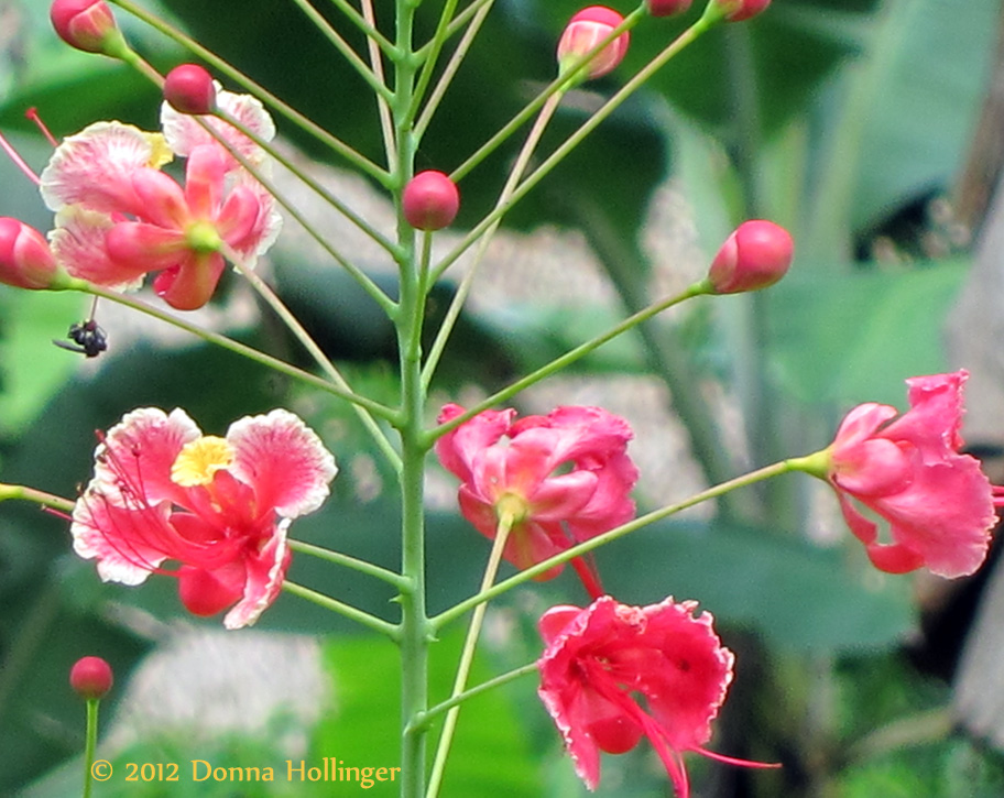 Caesalpinia