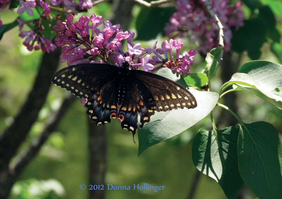 Black Swallowtail on Lilac