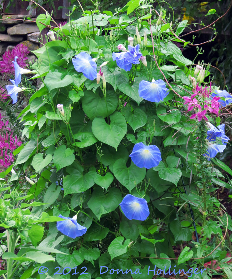 Sky Blue Morning Glories with Cleome