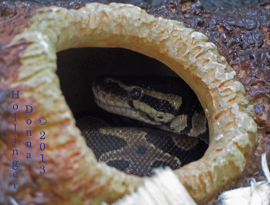 what About ME?   Ball Python in the Hole