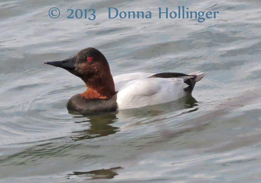 Canvasback Male at Freshpond