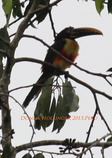 Aracari is having problems staying dry