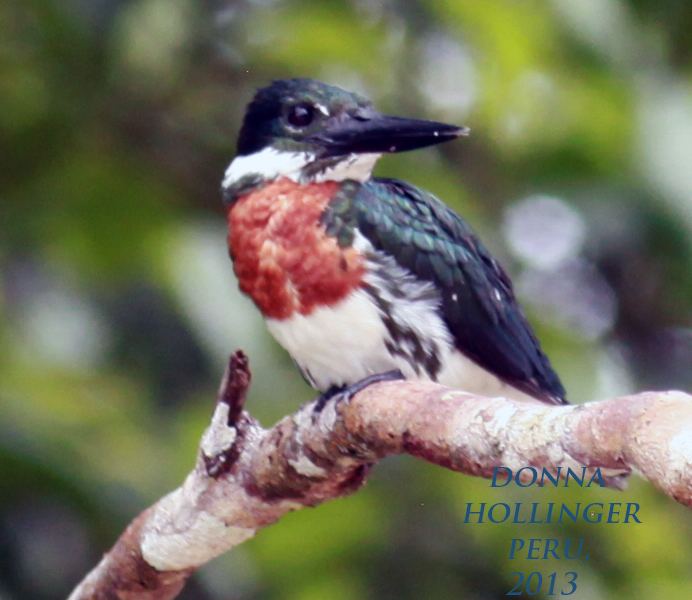 Amazonian Kingfisher