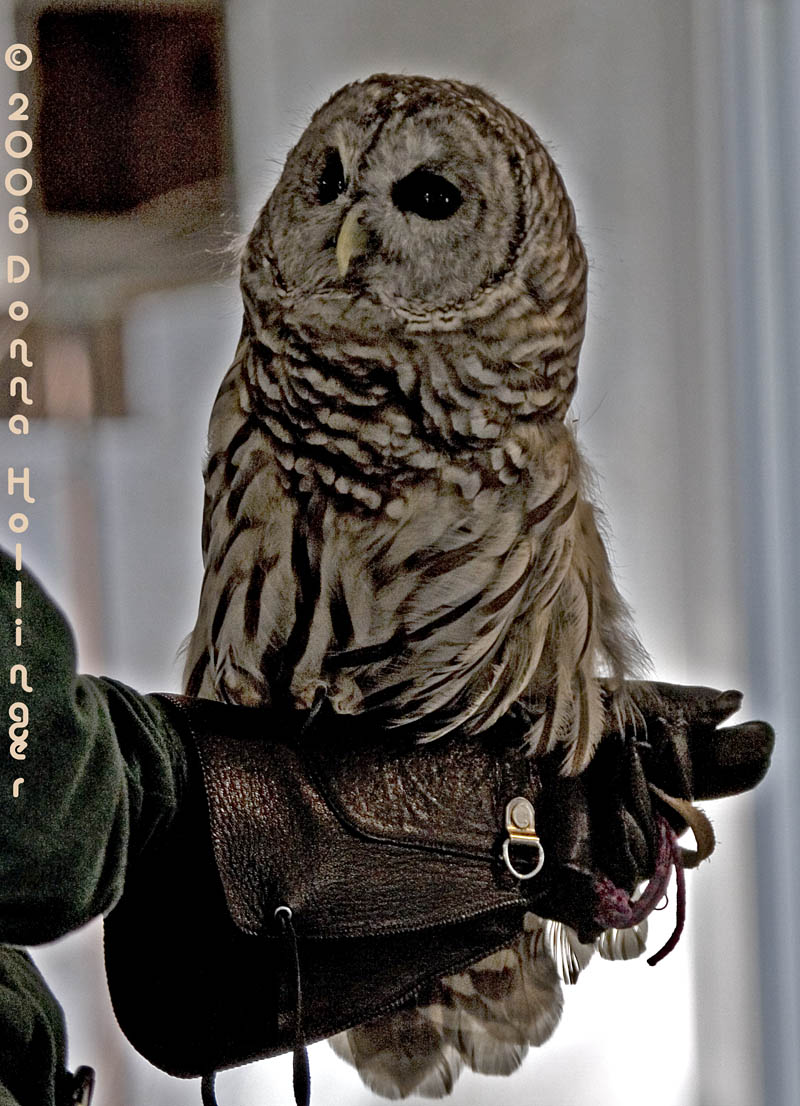 Barred Owl at the VINS