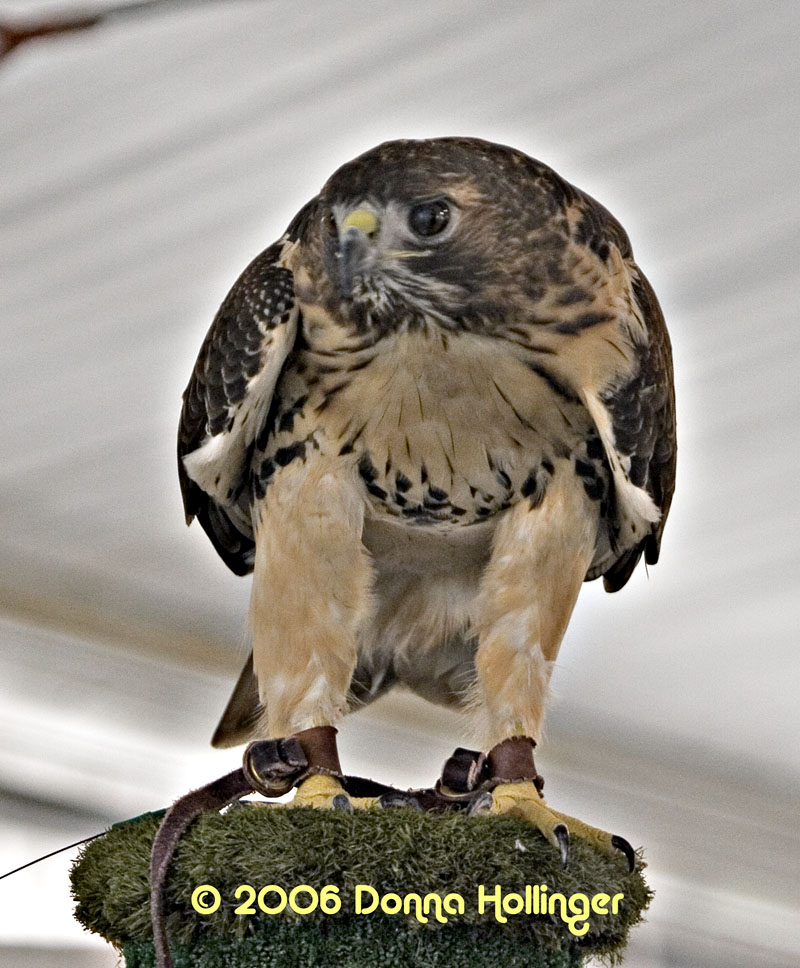 Red Tail Hawk with an eagle eye
