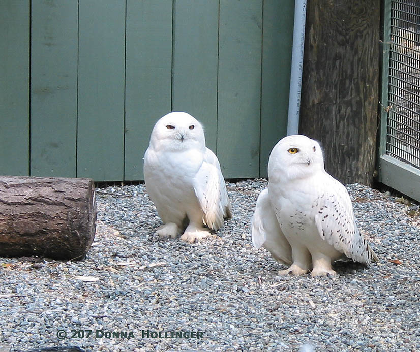 Two Snowy Owls