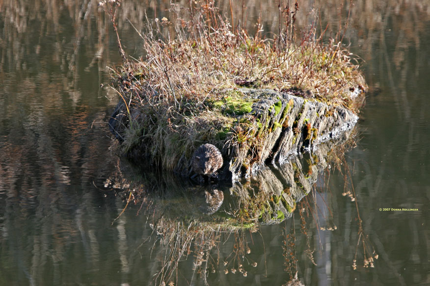 Muskrat skulking