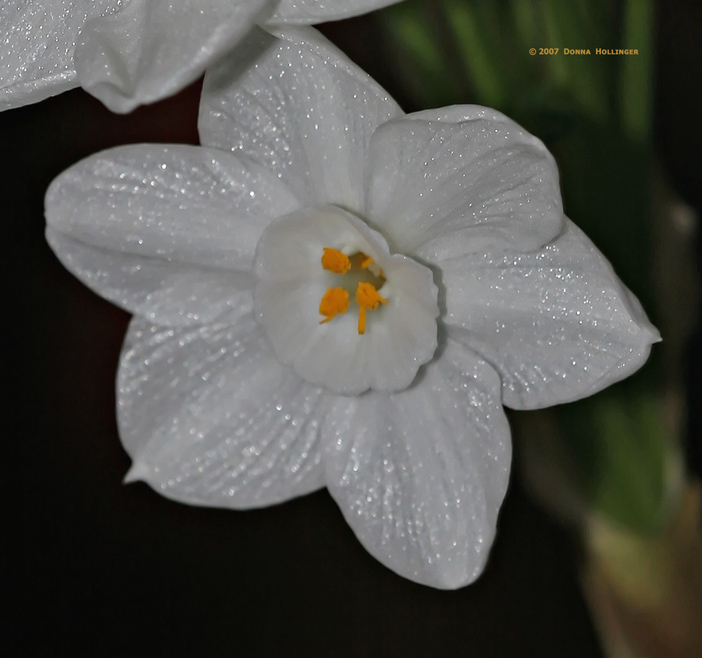 Narcissus Close Up