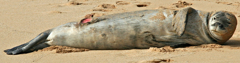 Hawaiian Monk Seal resting on the beach