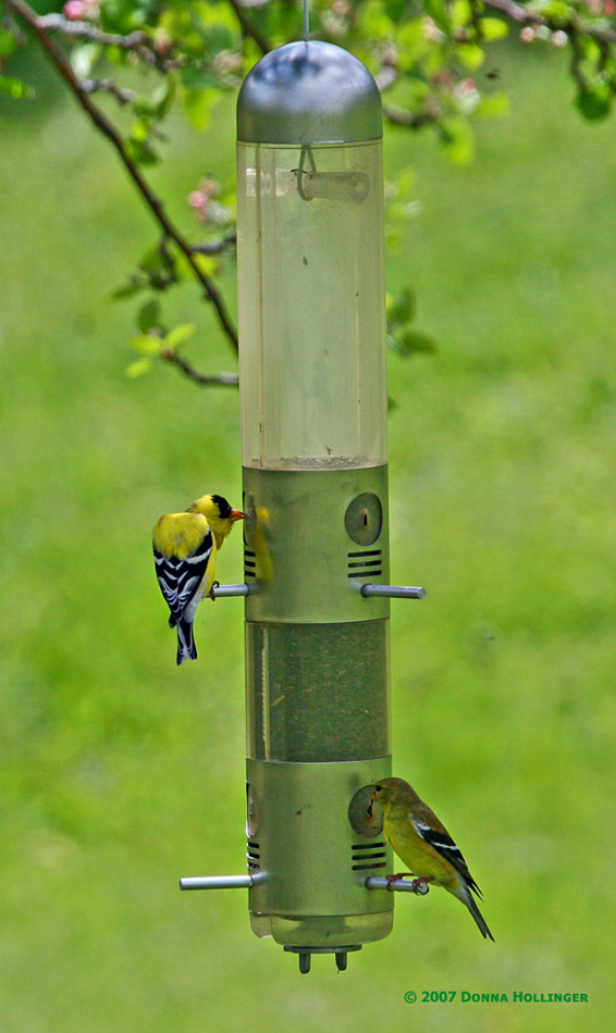 Male and Female Goldfinches Feeding
