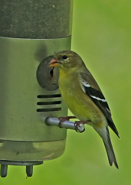 Female Gold Finch