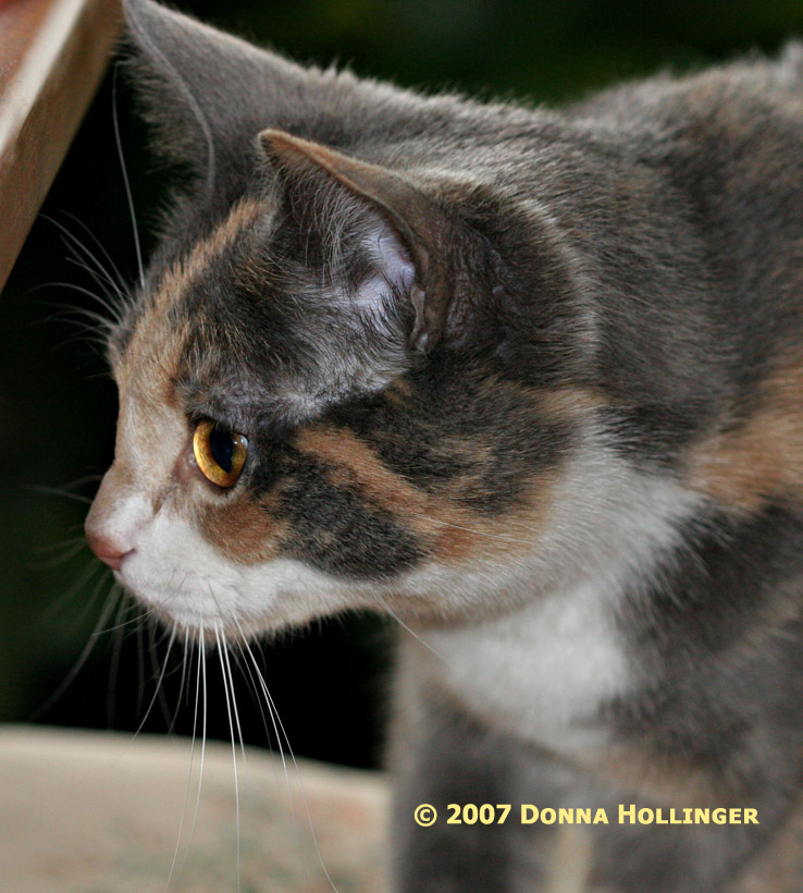 Golden Eye