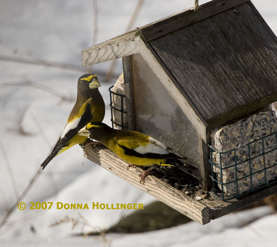 2007 Evening Grosbeaks have arrived!