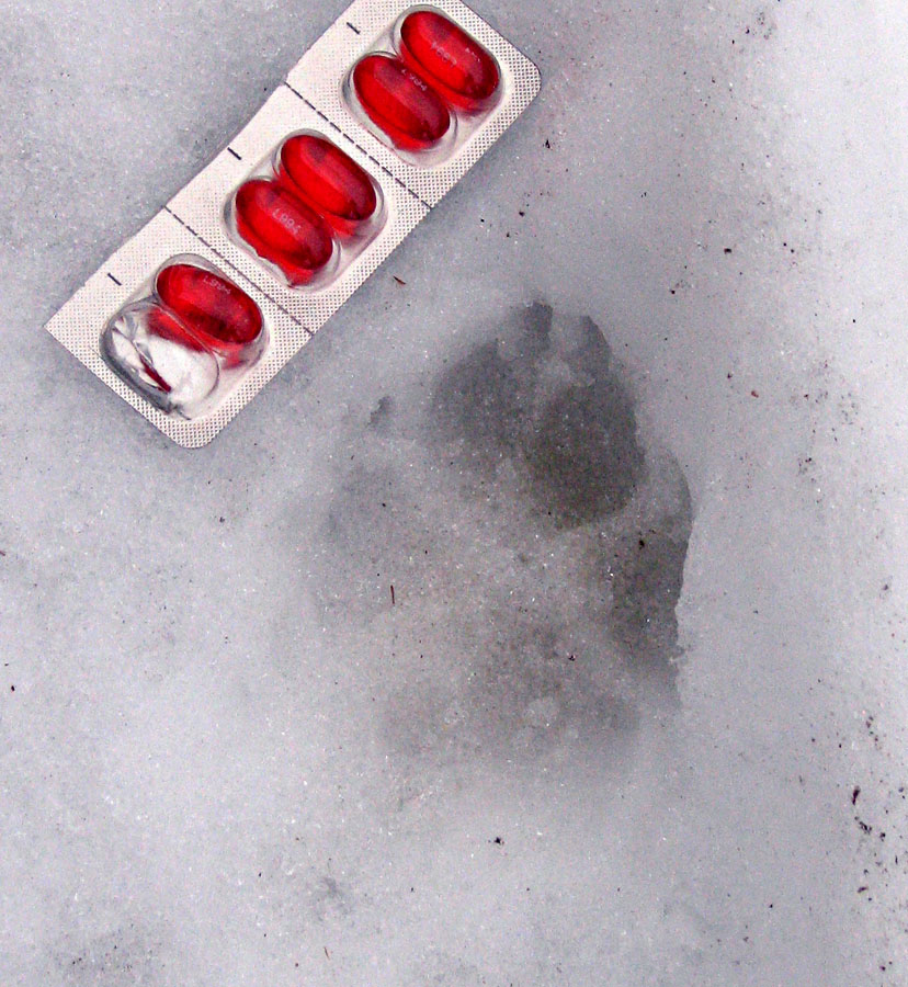 Coyote or Wolf Track In Ice