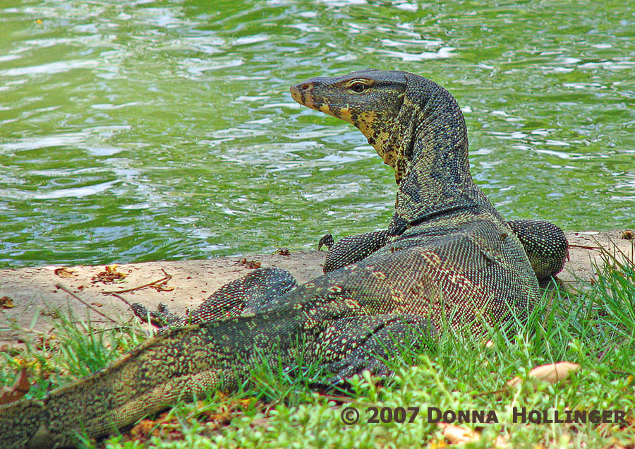 Monitor at the City Park