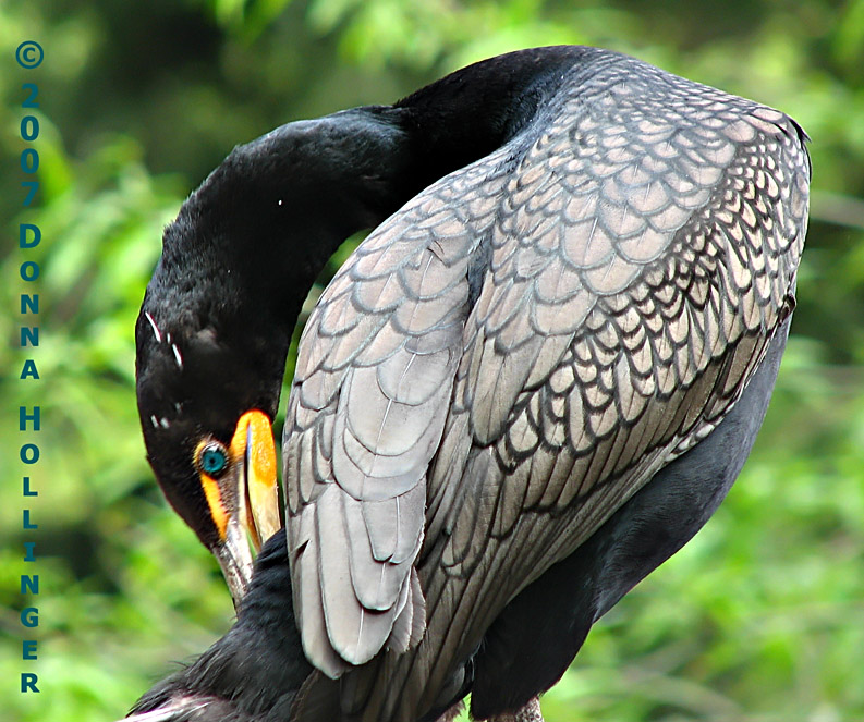 Green Eyed Cormorant