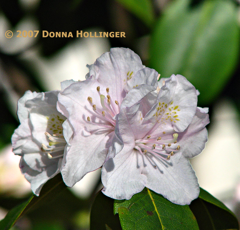 Pink  Azalea