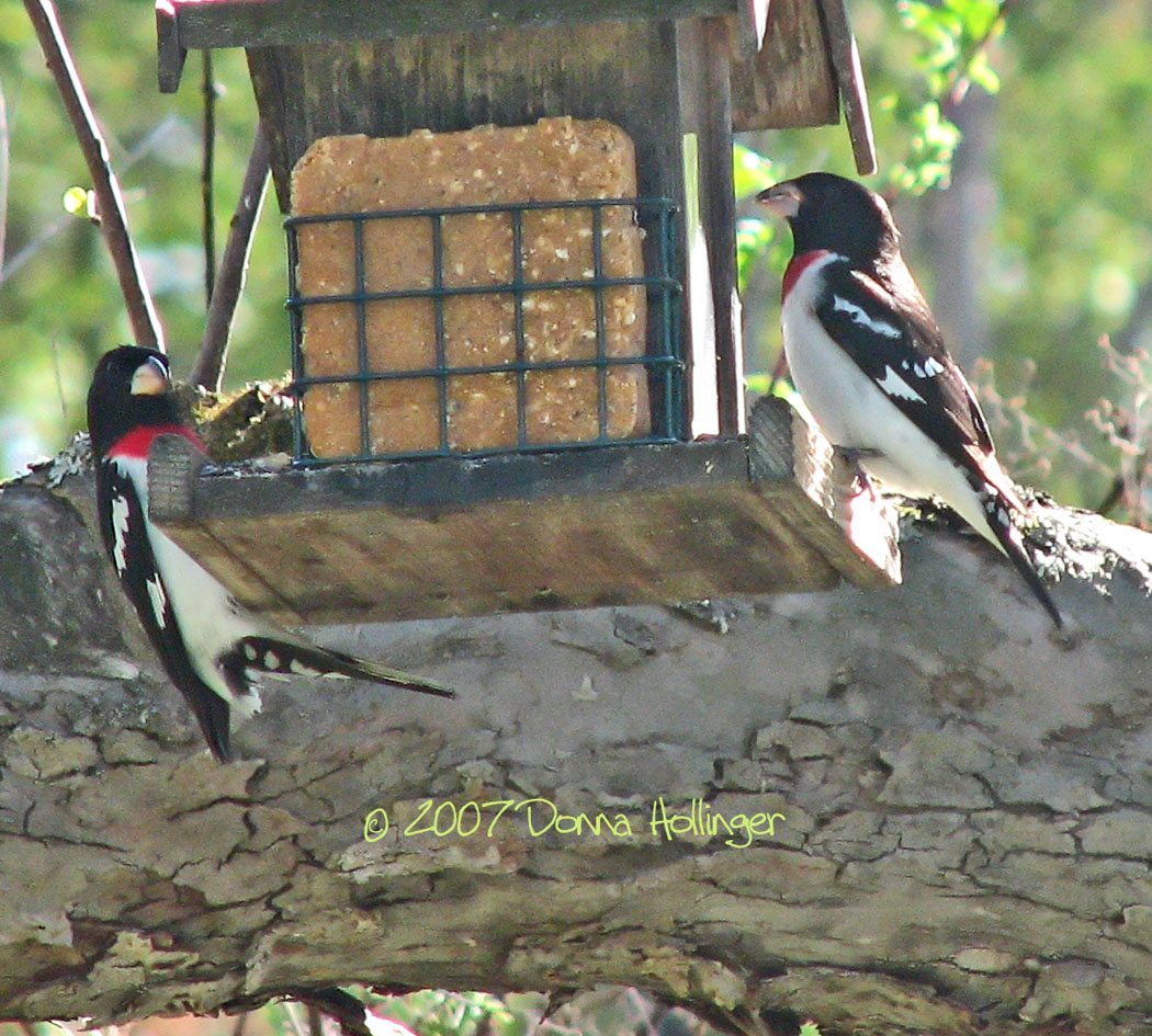 Two Male Red Breasted Grosbeaks