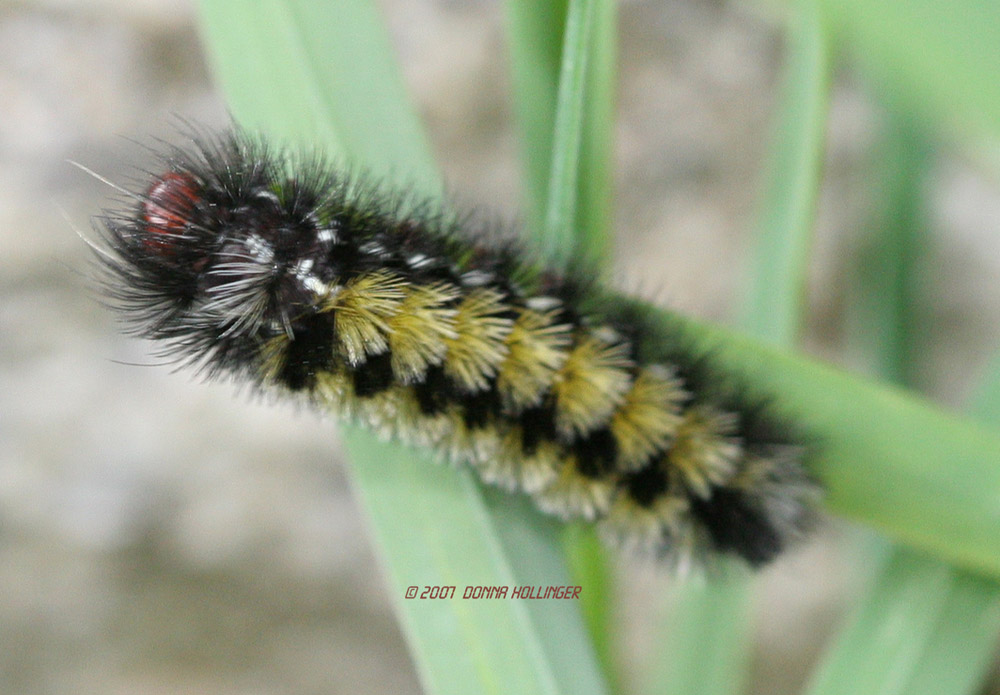 Tussocked Caterpillar of Ctenucha Virginia