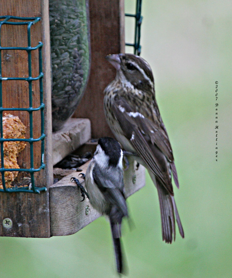 Size Difference between Chicadee and Female Grosbeak