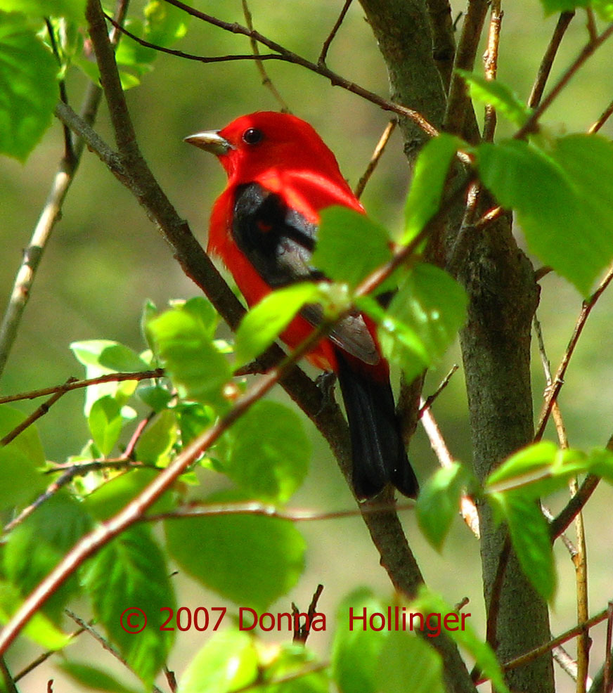 Scarlet Tanager