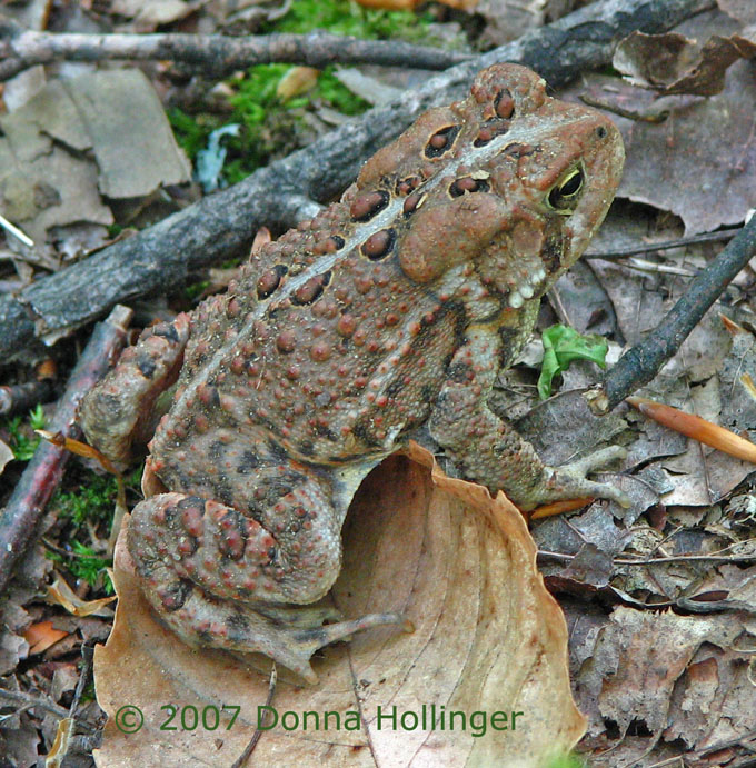 Brown-Red Toad