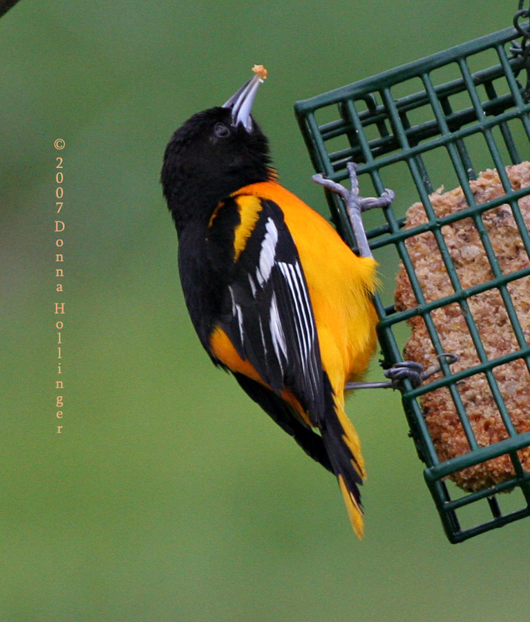 Baltimore Oriole on the suet feeder