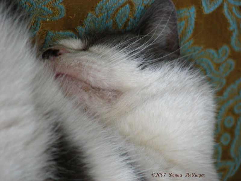 Kitty VanLoch Sleeping