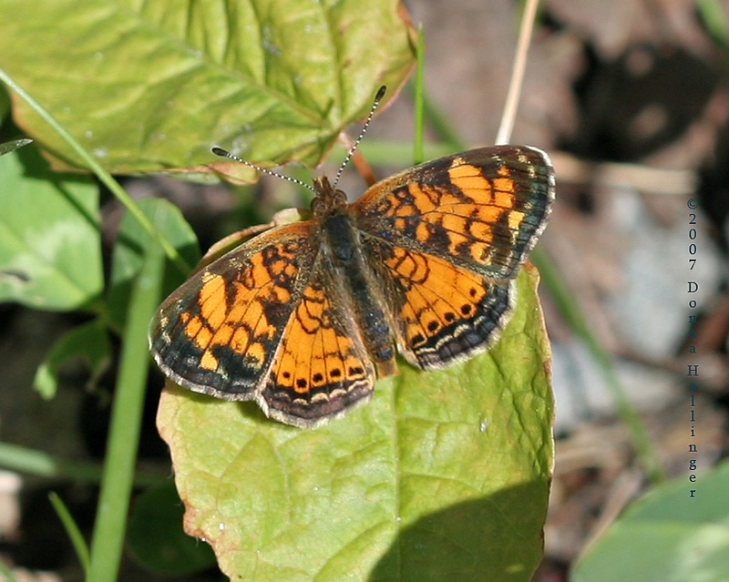 Pearl Crescent