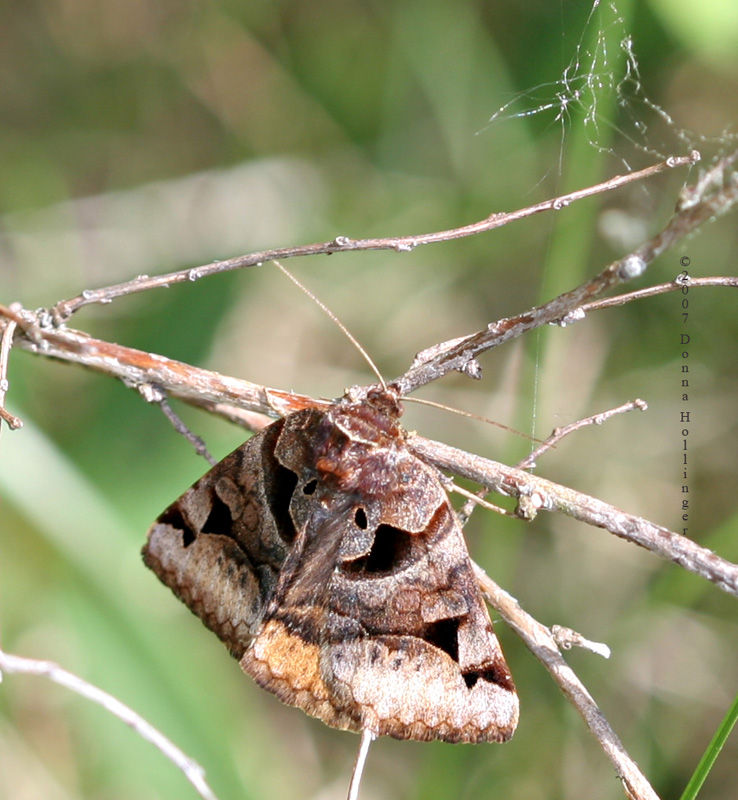 Toothed Somberwing Moth -- Euclidea cuspidea