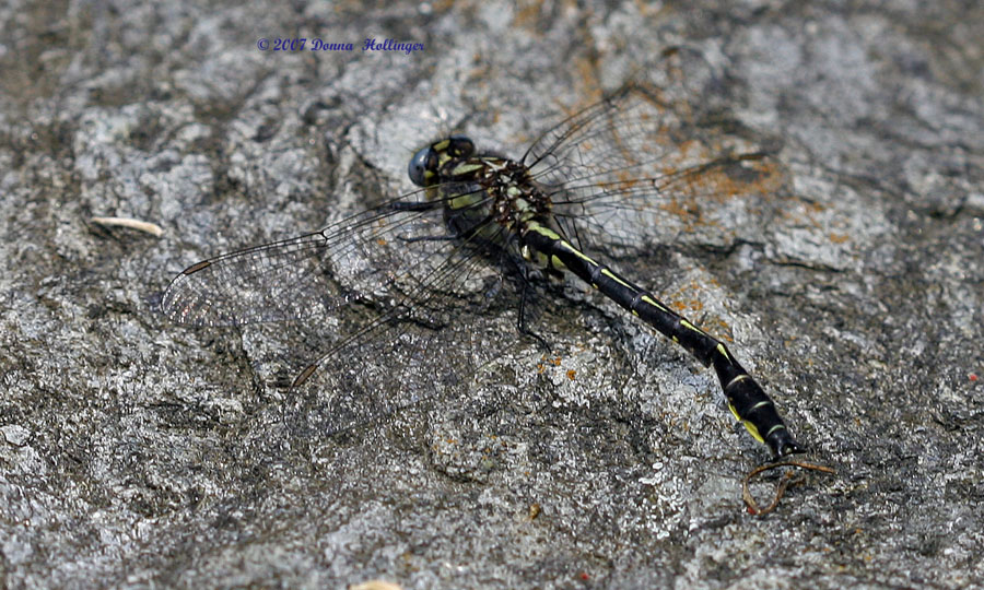 Dragonfly resting on stone step