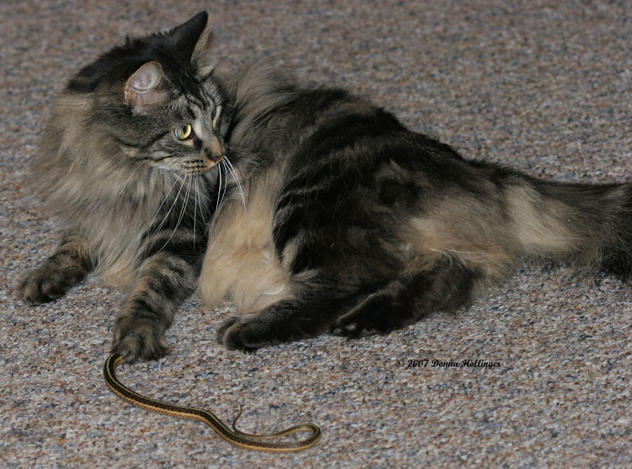 Mica caught a snake!