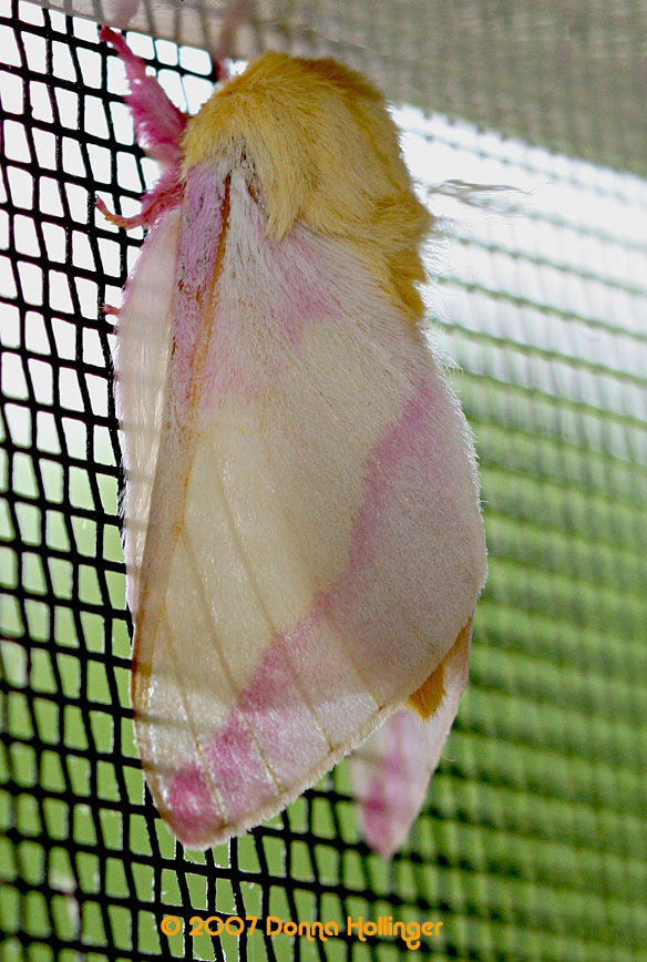 Rosy Maple Moth-Blond Mop Moth