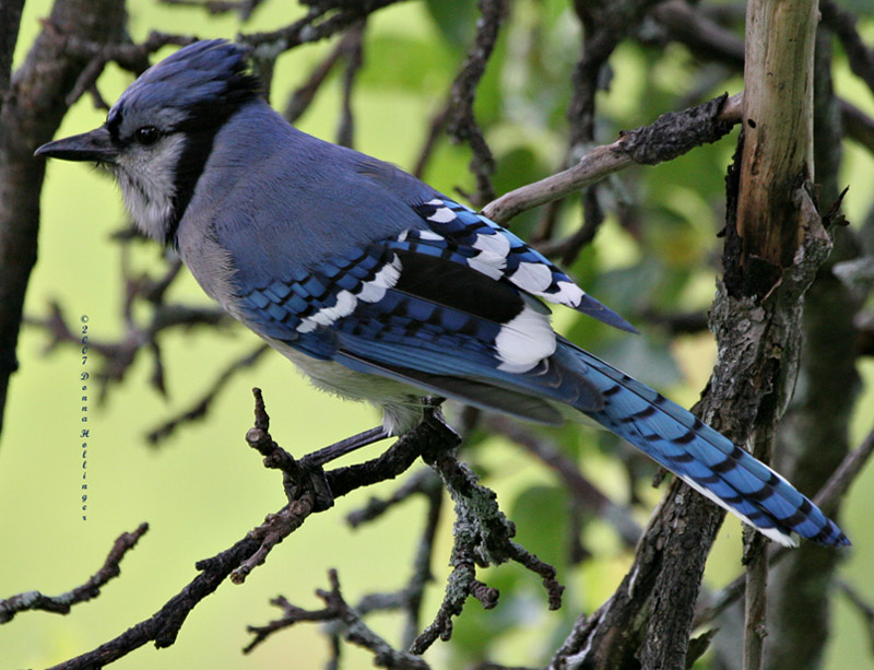 Blue Jay ruffing his crest